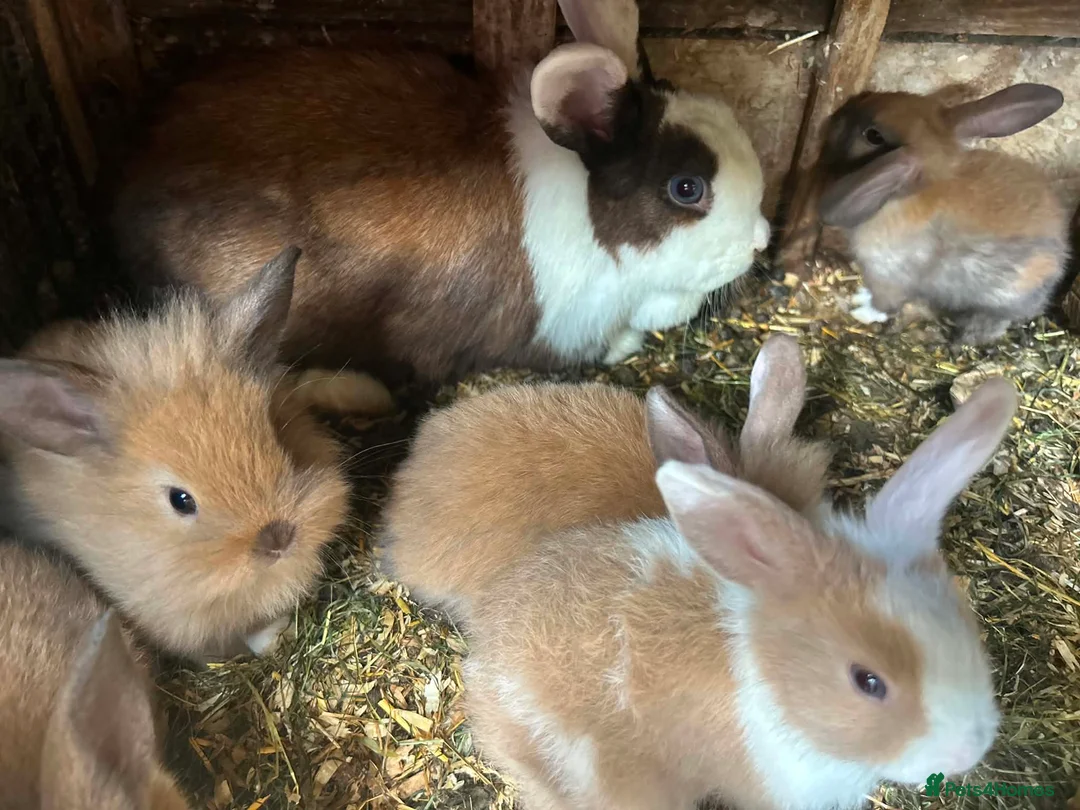 Mixed Breed rabbits for sale: Baby rabits in Bargoed - Advert 1