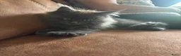Maine Coon cats for sale: Chunky pedigree Maine coon kittens - Advert 4