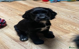 Cocker Spaniel dogs for sale: 1 Beautiful KC Reg working cocker bitch left! - Image 11