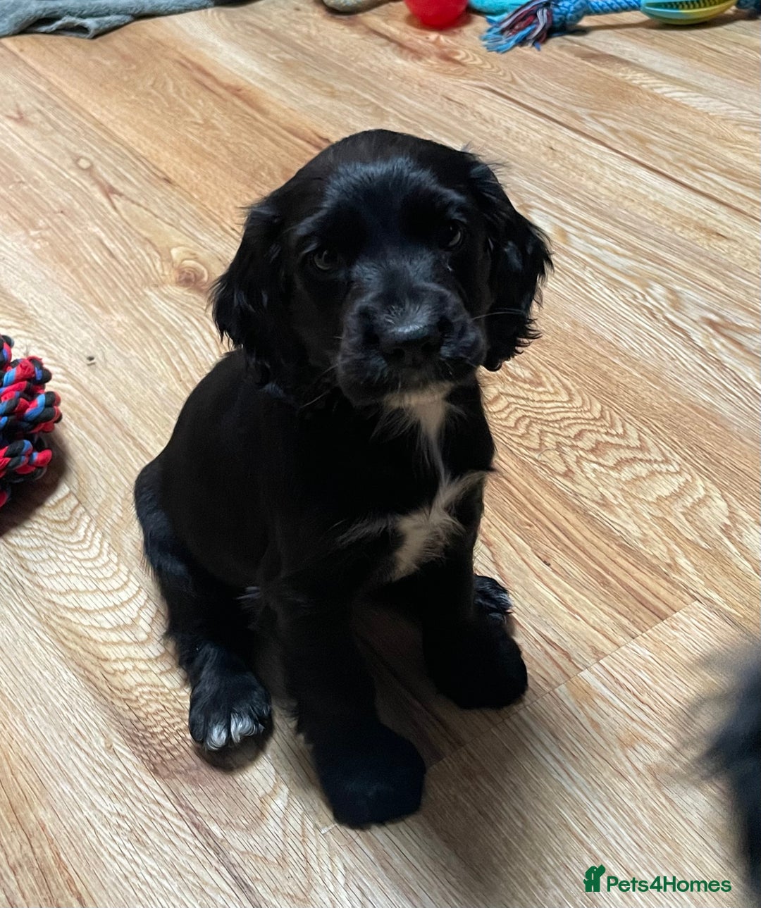 Cocker Spaniel dogs for sale: 1 Beautiful KC Reg working cocker bitch left! - Image 11