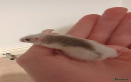 Rat rodents for sale: African soft fured rats babies and adults for sale - Image 5