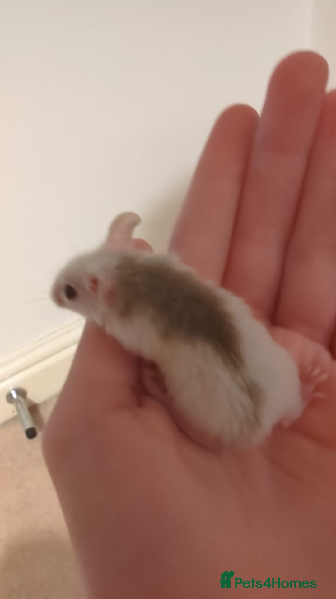 Rat rodents for sale: African soft fured rats babies and adults for sale - Image 5