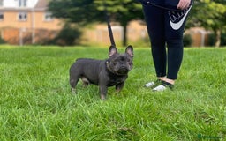 Mixed Breed dogs for sale: French bulldog X imperial shih tzu  - Image 34