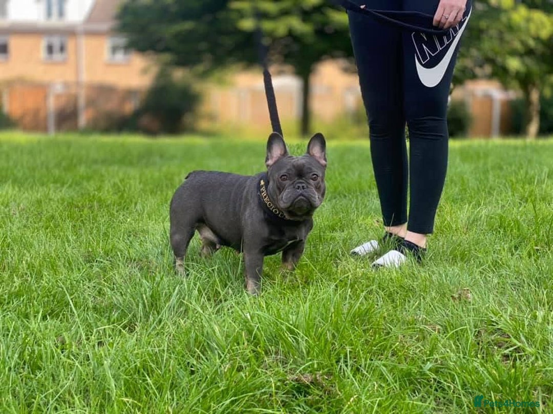 Mixed Breed dogs for sale: French bulldog X imperial shih tzu  - Image 34