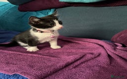 Mixed Breed cats for sale: Fabulous fun , fluffy and  happy kittens  - Image 8