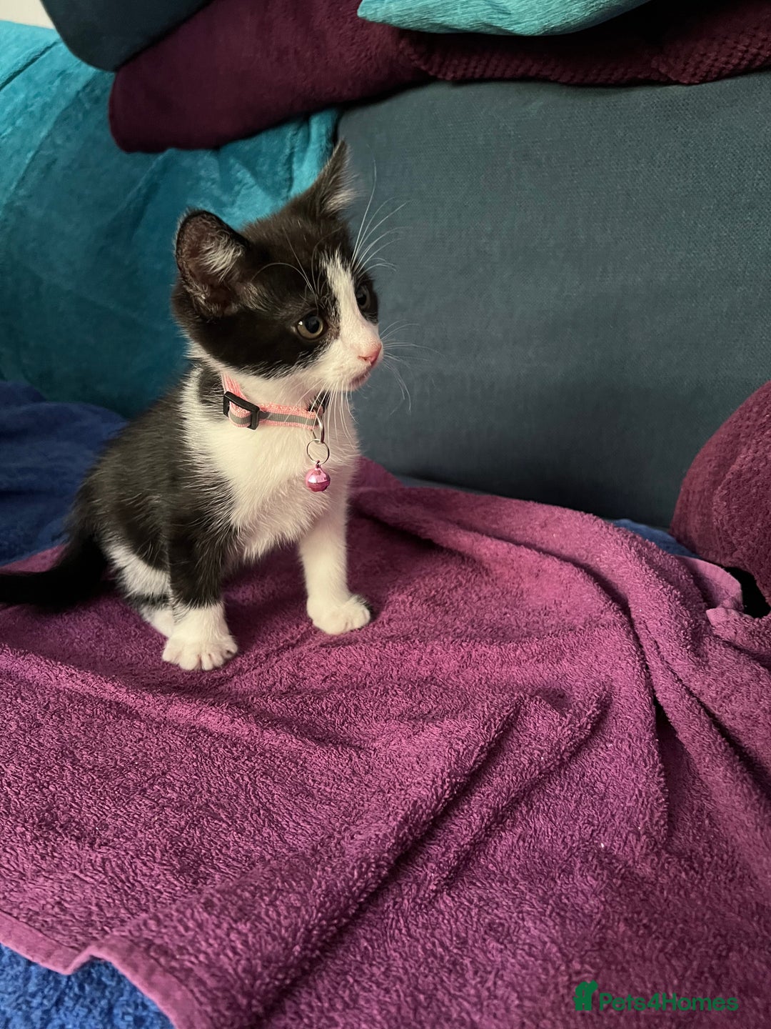 Mixed Breed cats for sale: Fabulous fun , fluffy and  happy kittens  - Image 8