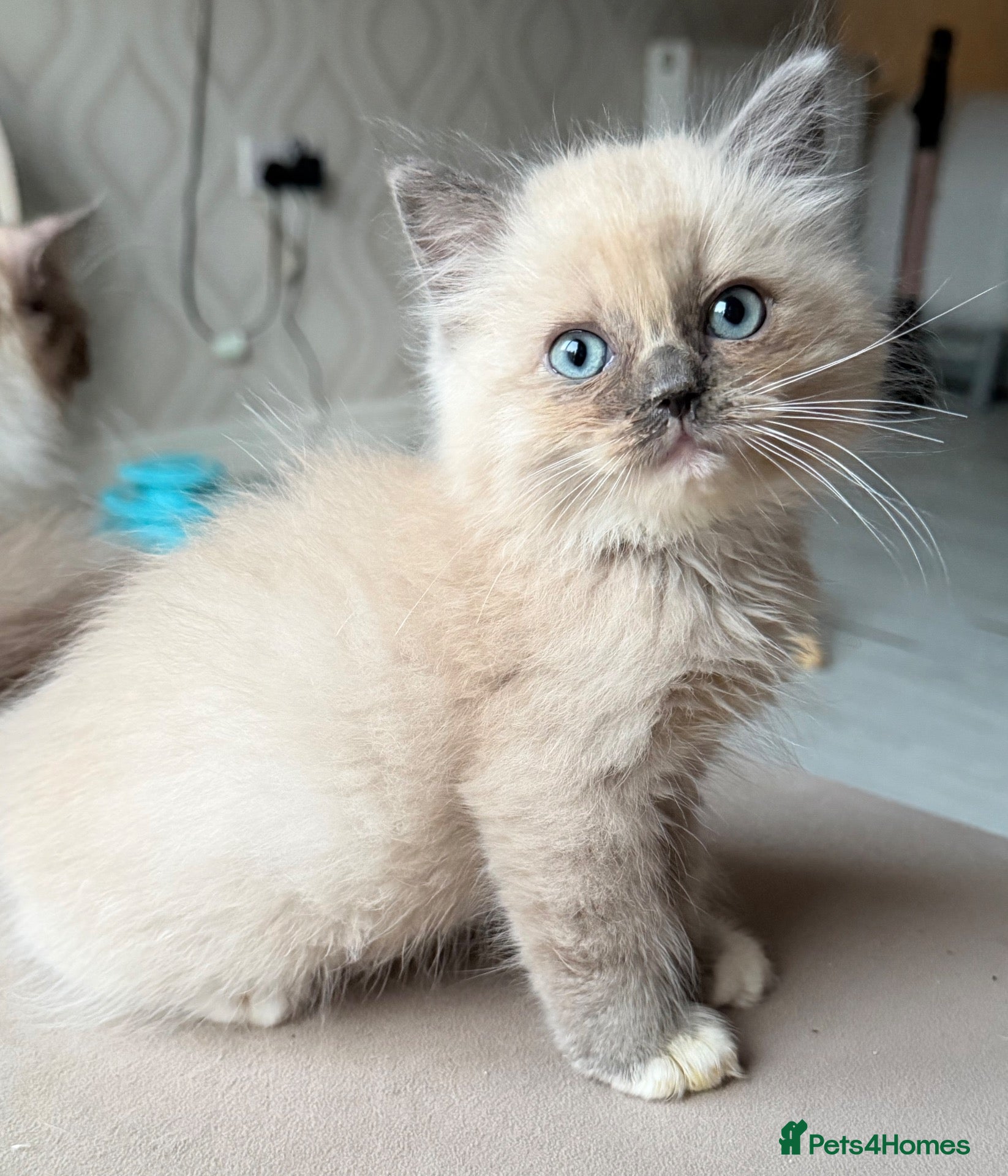 Ragdoll cats Full TICA Reg Ragdolls - Advert 17