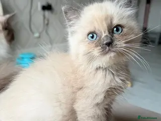 Ragdoll cats Full TICA Reg Ragdolls - Advert 17