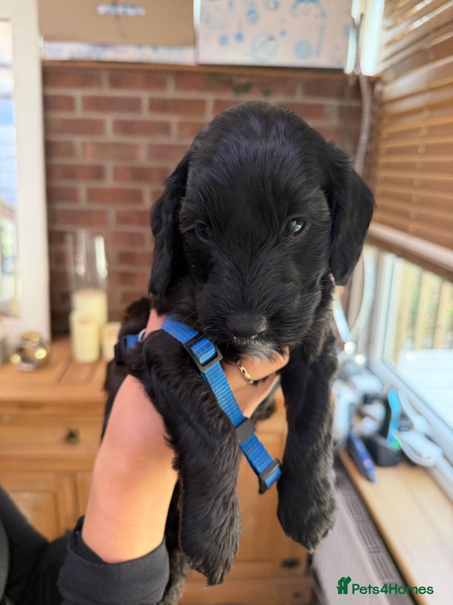 Cockapoo dogs ⭐️ F1 Cockapoos ~ Health Tested Parents ⭐️ - Advert 1