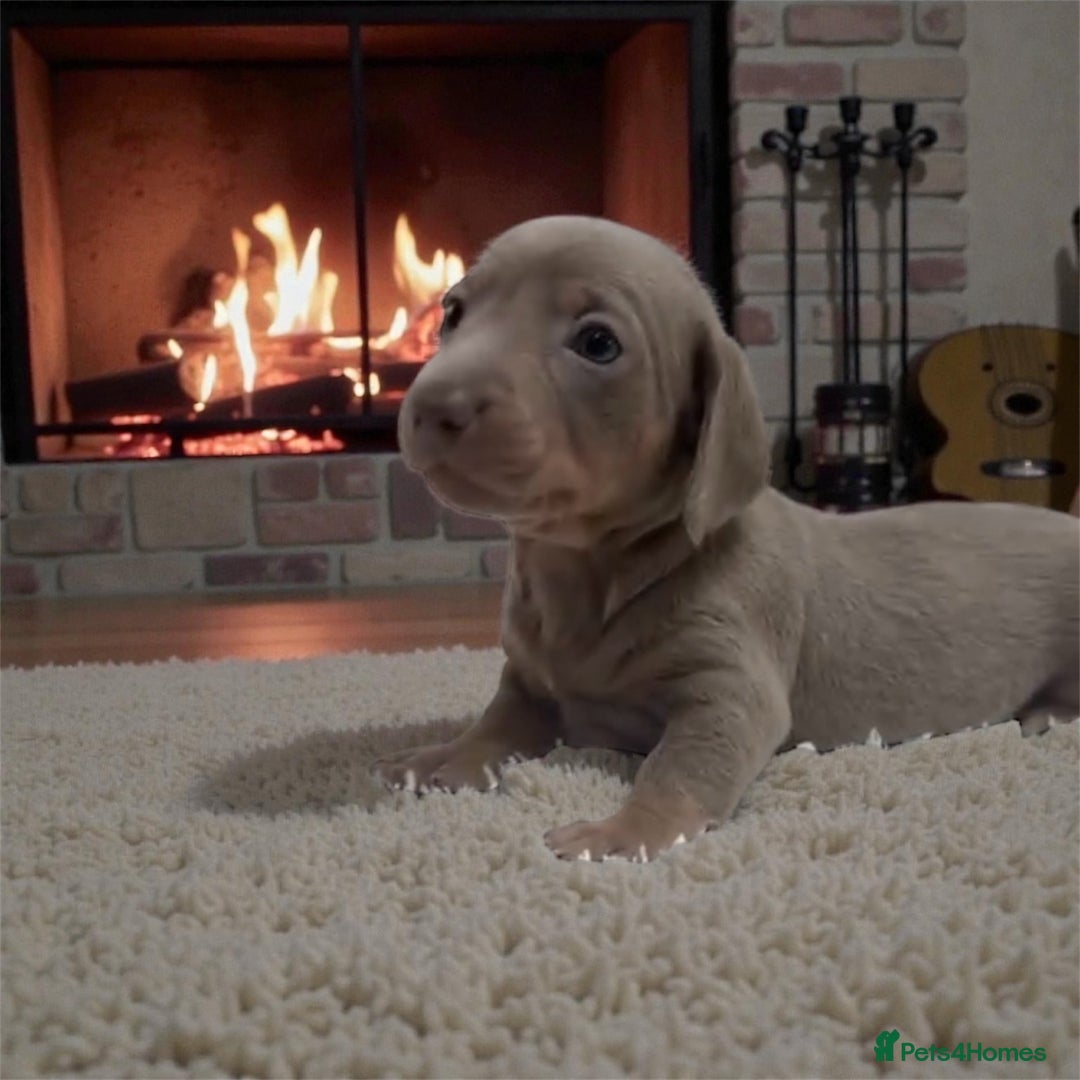 Miniature Dachshund dogs for sale: Kc Miniature dachshund girls - Advert 3