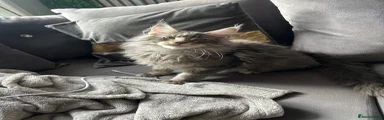Maine Coon Kitten 1