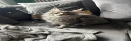 Maine Coon cats for sale: maine coon  - Advert 2
