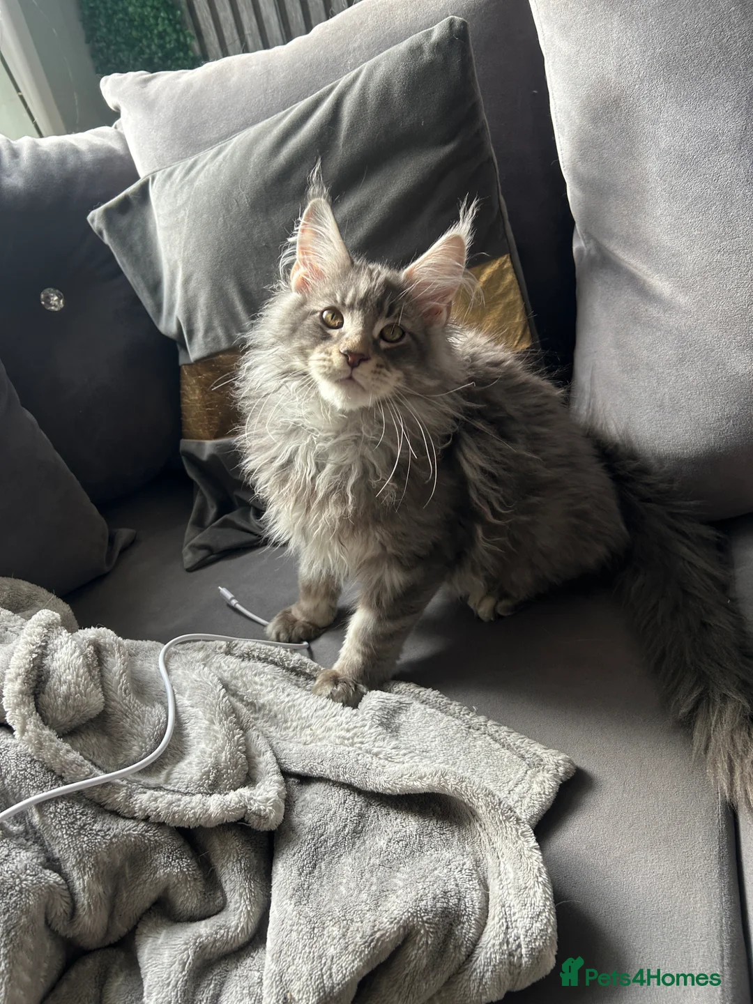 Maine Coon cats for sale: maine coon  - Advert 2