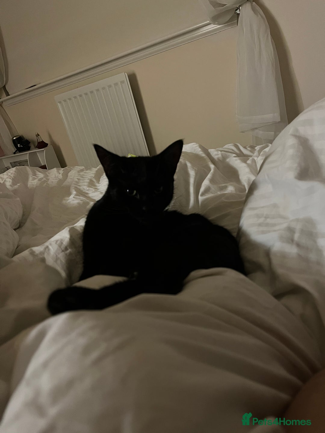 British Shorthair cats for sale: Female cat - Image 4