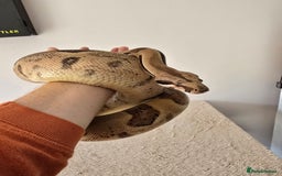 Boa Snake reptiles for sale: Boa Constrictor Job Lot – 3 Stunning 2022 Boas - Image 5