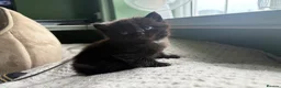 British Shorthair cats for sale: 5 Gorgeous BSH x Scottish Straight Kittens - Advert 14