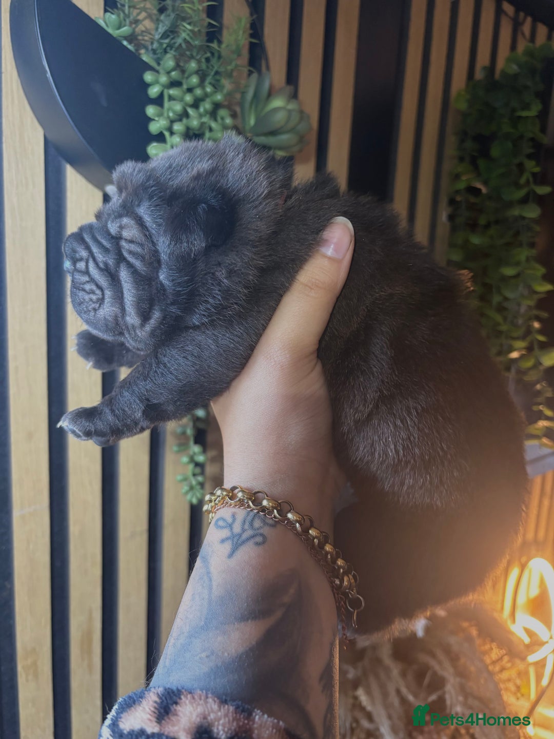 Shar Pei dogs for sale: Black sable Sharpeis  - Advert 6