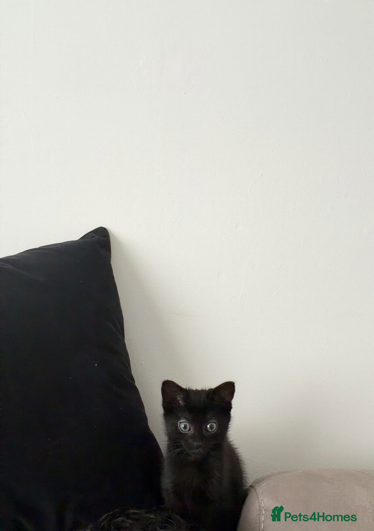 Mixed Breed cats Mixed breed little boy - Advert 3