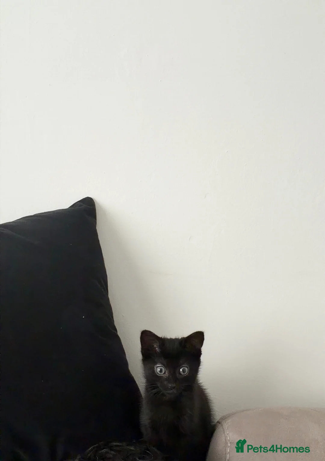 Mixed Breed cats for sale: Mixed breed little boy in Glasgow - Advert 1