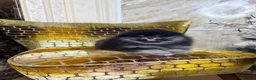 Pomeranian dogs for sale: BLACK & TAN GIRL and BOY - Advert 26