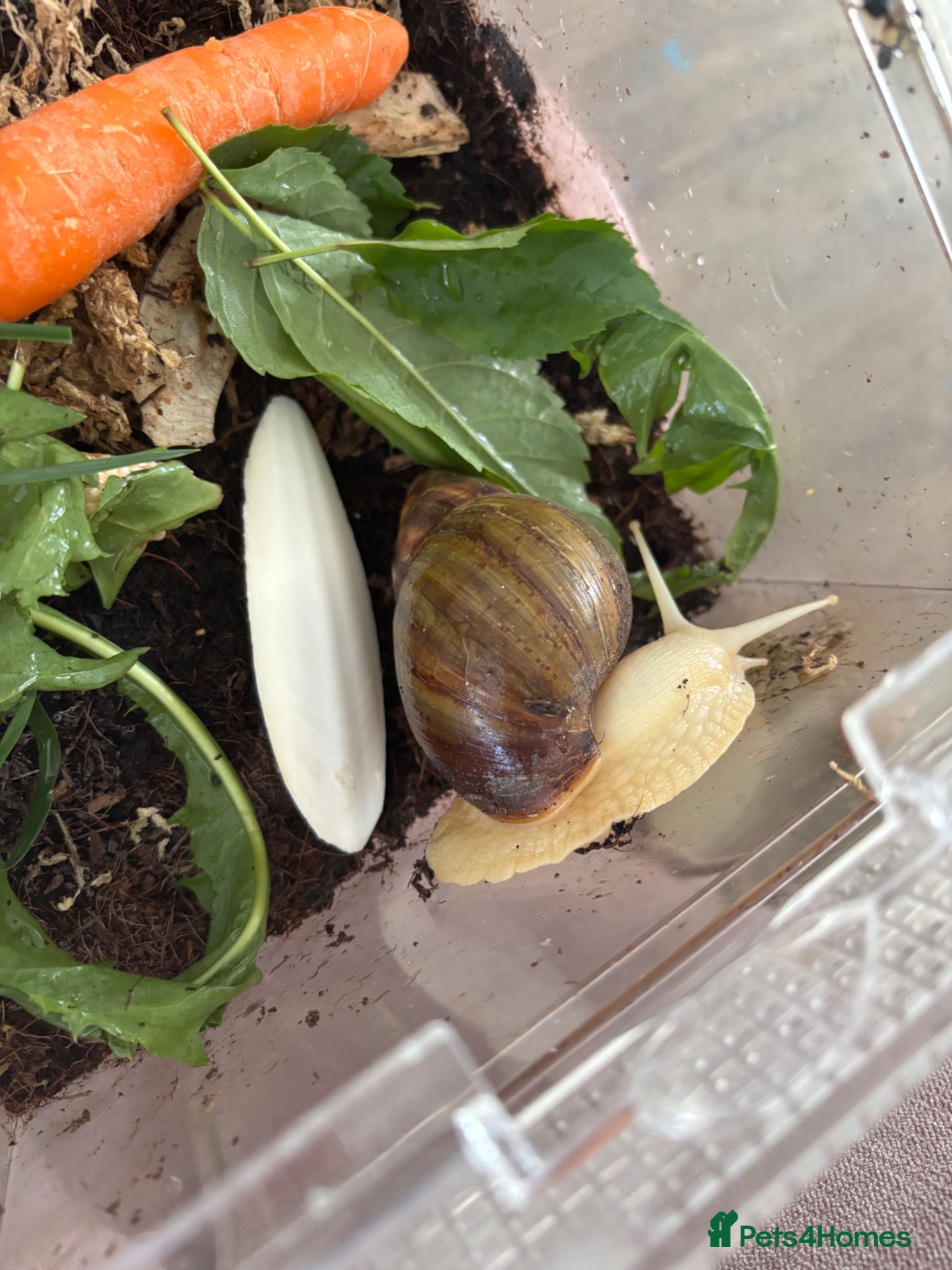 Snails invertebrates Giant African land snail  - Advert 5
