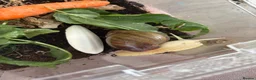 Snails invertebrates for sale: Giant African land snail  - Advert 1