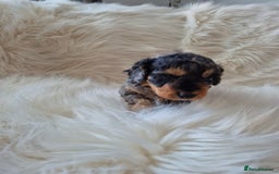 Cockapoo dogs for sale: F1B COCKAPOO PUPPIES  - Image 4
