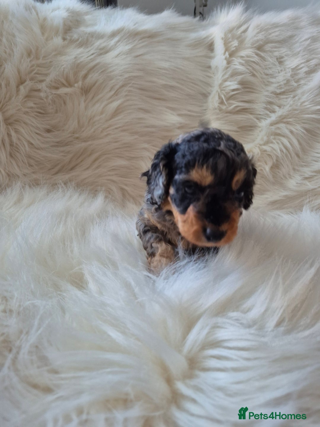 Cockapoo dogs for sale: F1B COCKAPOO PUPPIES  - Image 4