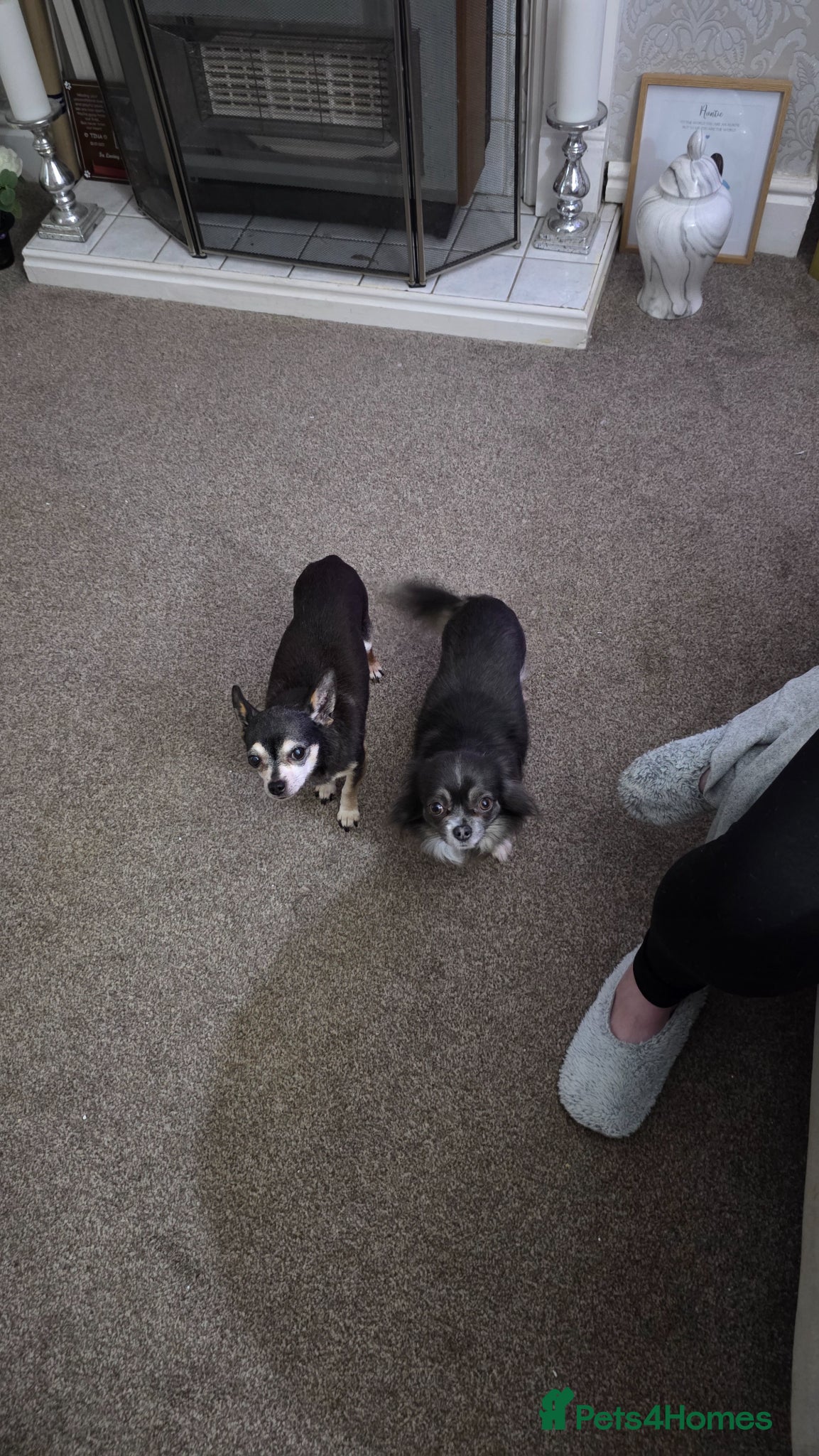 Chihuahua dogs Grandad and granddaughter Chihuahuas  - Advert 1