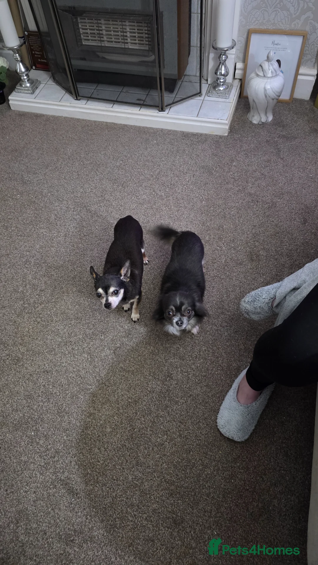 Chihuahua dogs for sale: Grandad and granddaughter Chihuahuas  - Advert 1