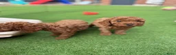 Cockapoo dogs for sale: F2 Cockerpoo’s - Advert 5