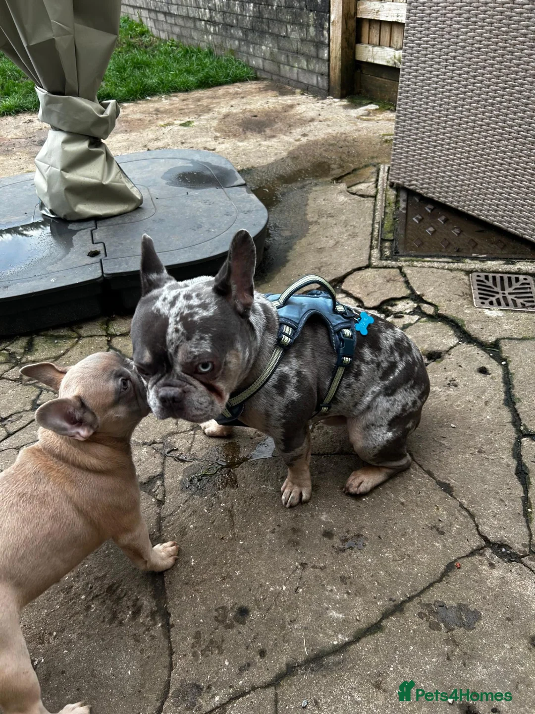 French Bulldog dogs for sale: The sweetest gentlest handsome lilac merle boy - Advert 4