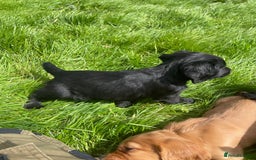 Cocker Spaniel dogs for sale: Kc reg working cocker spaniel pups - Image 4