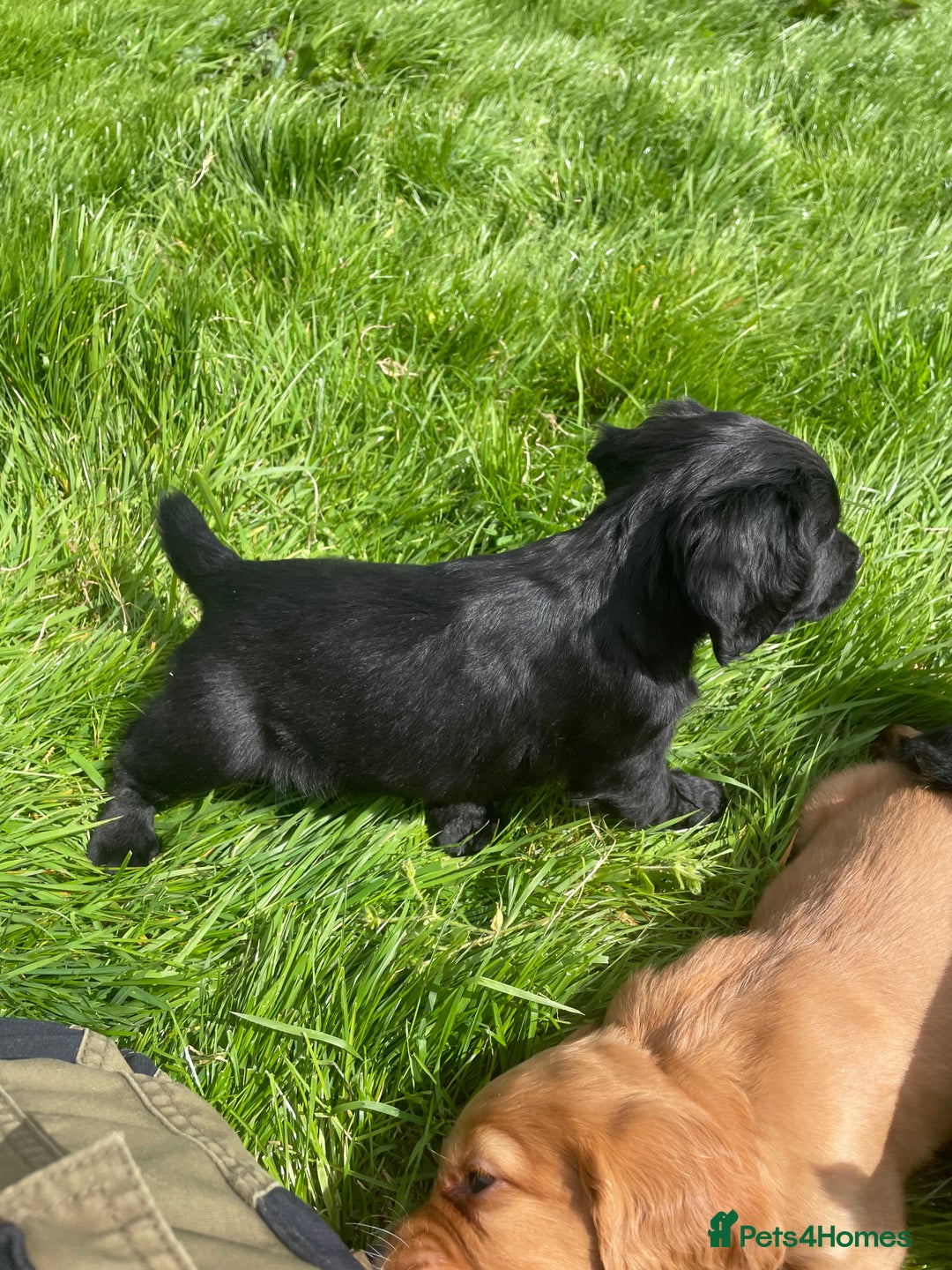 Cocker Spaniel dogs for sale: Kc reg working cocker spaniel pups - Image 4
