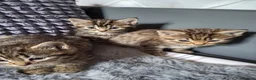 Mixed Breed cats for sale: 3 cutest females mixed bengal tabby kittens v - Advert 1