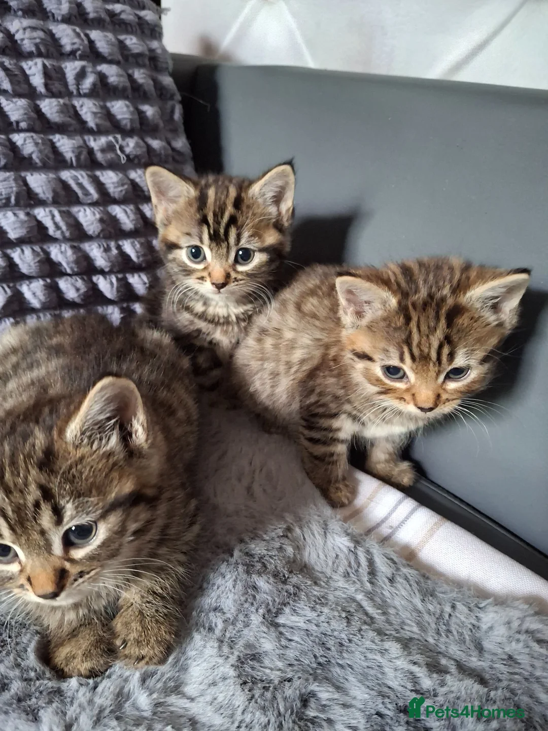 Mixed Breed cats for sale: 3 cutest females mixed bengal tabby kittens v - Advert 1