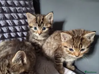 Mixed Breed cats 3 cutest females mixed bengal tabby kittens v - Advert 1