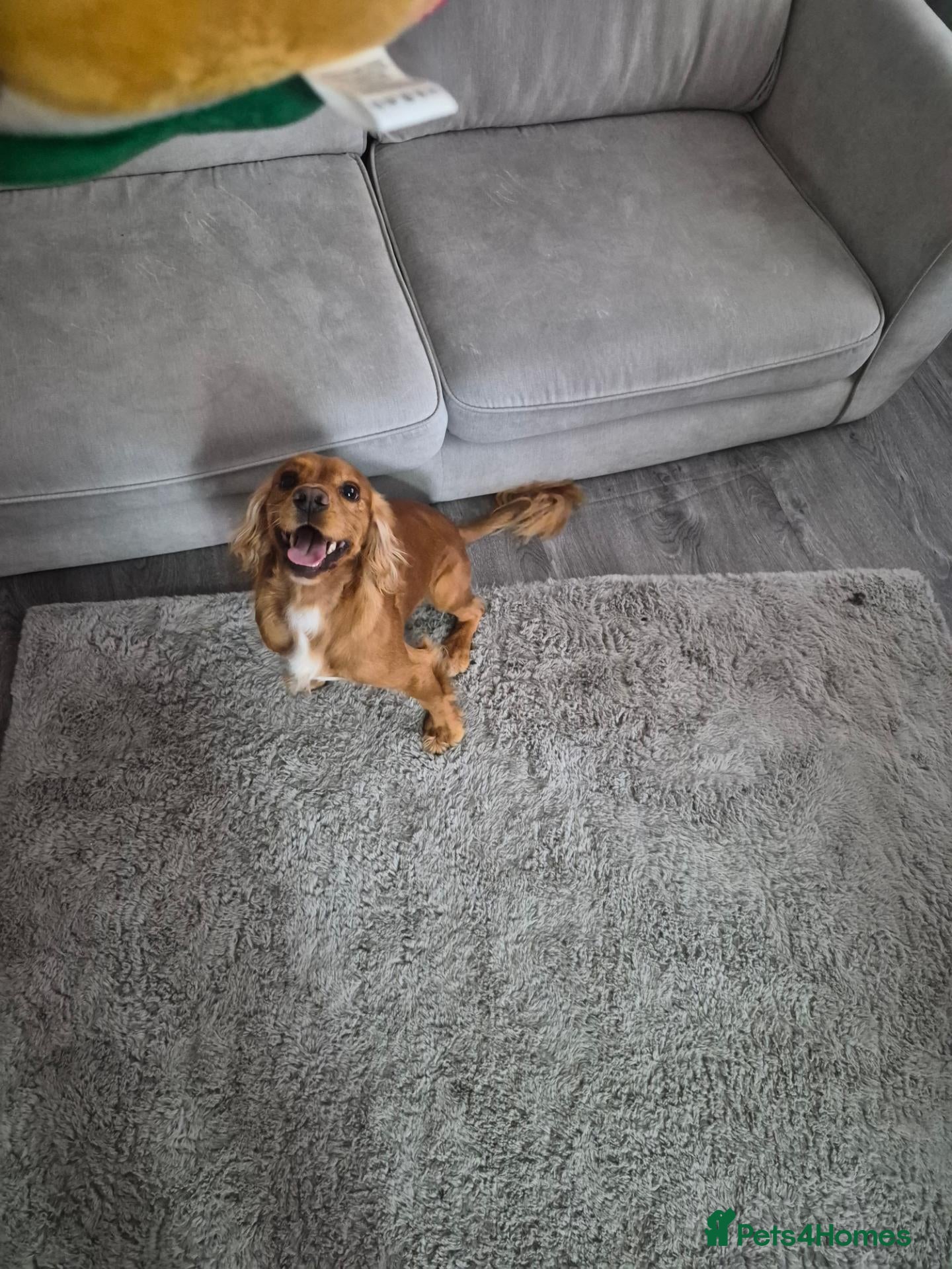 Cocker Spaniel dogs Cocker spaniel  - Advert 1
