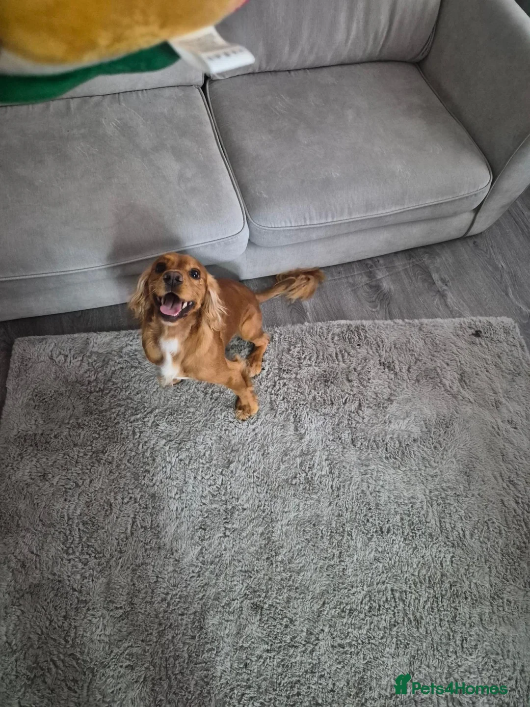 Cocker Spaniel dogs for stud: Cocker spaniel  - Advert 1