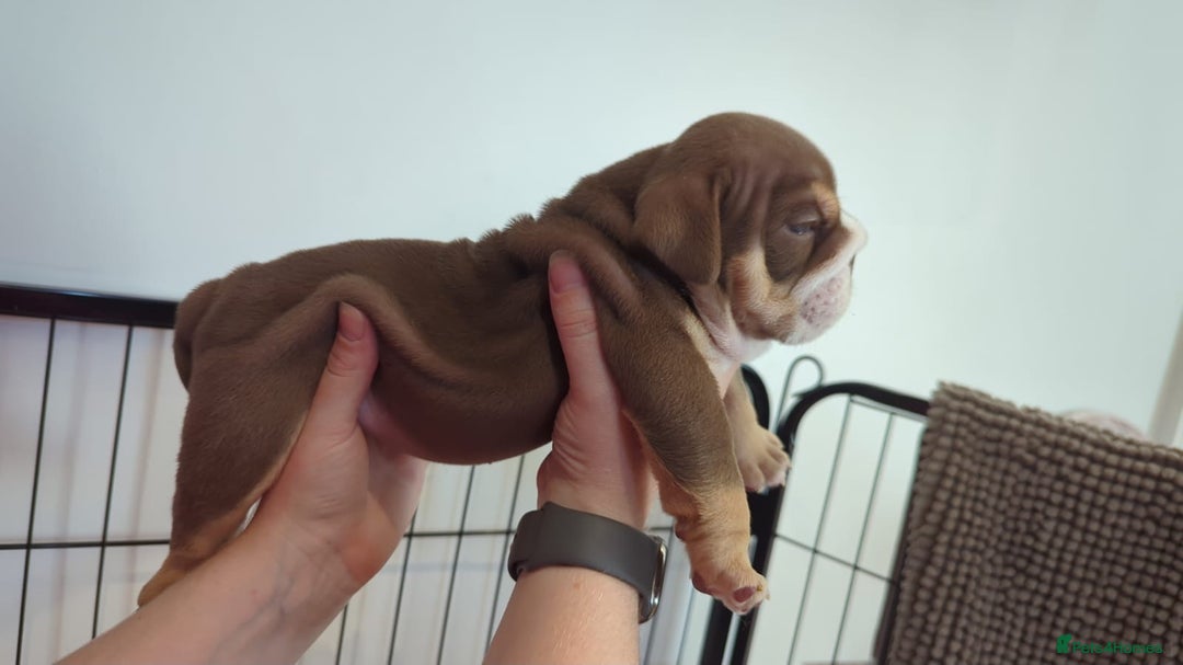English Bulldog dogs for sale: Chunky English Bulldog Puppies  - Image 15