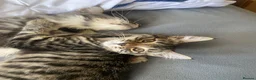 Mixed Breed cats for sale: Famale - Advert 7