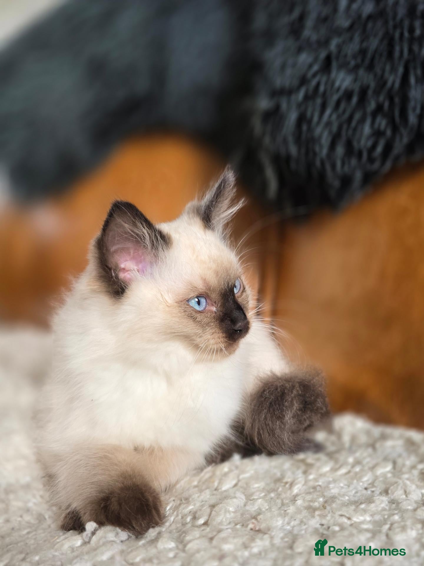 Ragdoll cats Beautiful Ragdoll Kittens - Advert 2