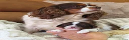 Cavalier King Charles Spaniel dogs for sale: Gorgeous KC Reg Chocolate Tri Boy  in Southampton - Advert 7