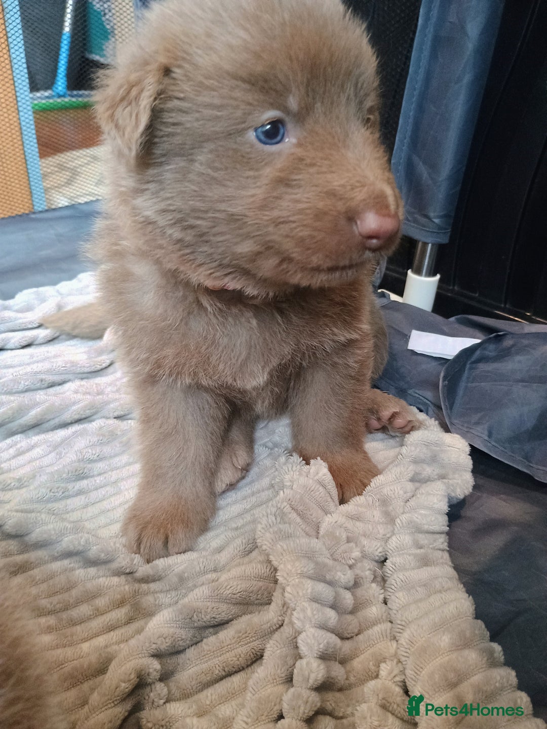 German Shepherd dogs for sale: ISABELLA GERMAN SHEPHERD 🌟 3 PUPS REMAINING 🌟 - Image 14