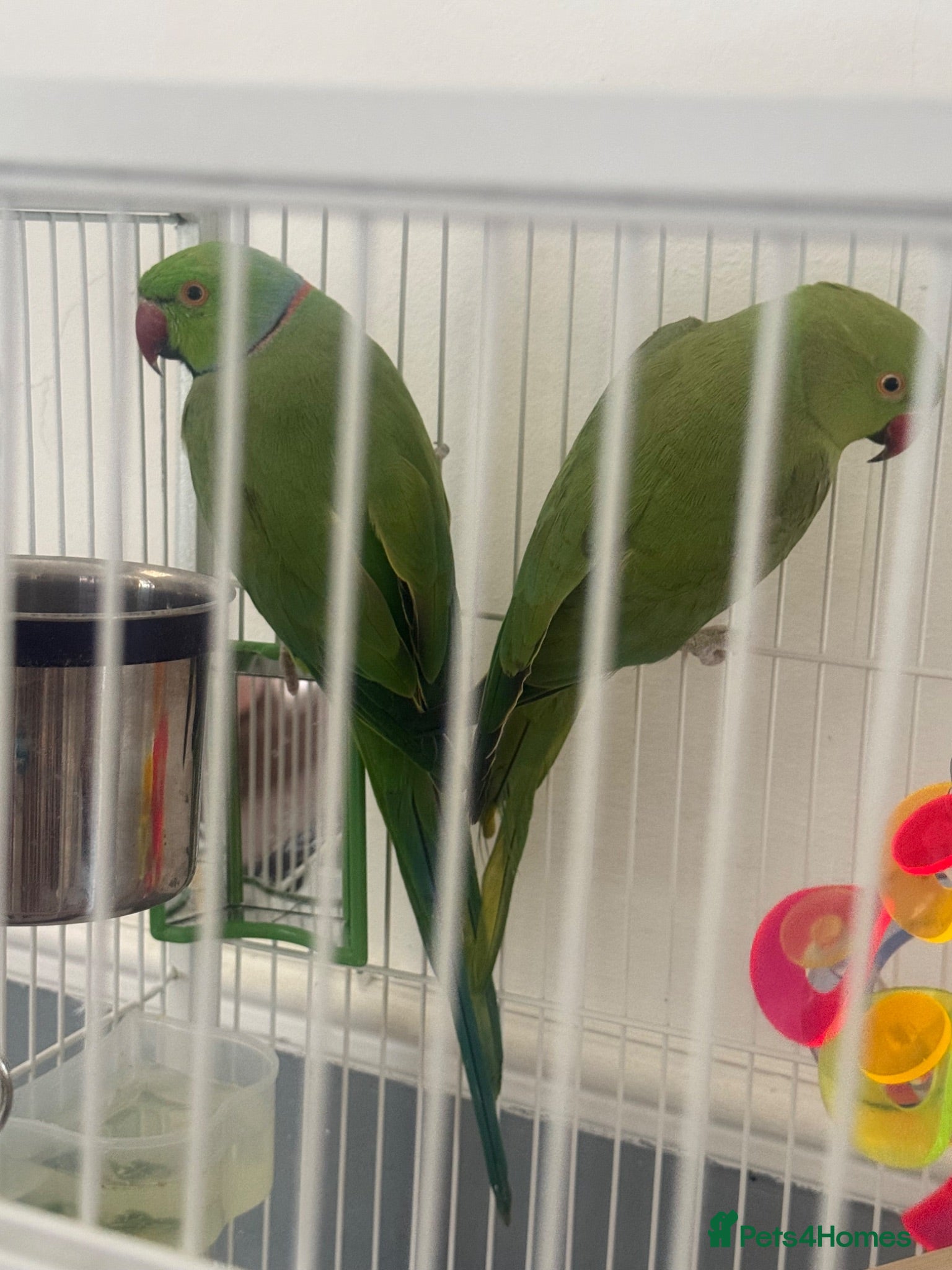 Ringnecks birds  Bonded pair Indian Ring neck parrots  - Advert 4