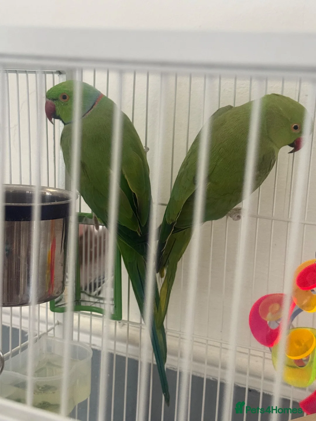 Ringnecks birds for sale:  Bonded pair Indian Ring neck parrots  - Advert 1