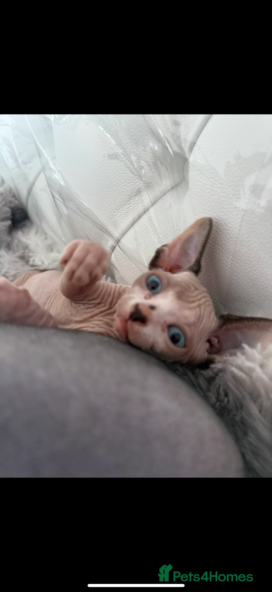 Sphynx cats for sale: canadian sphynx for sale  - Advert 17