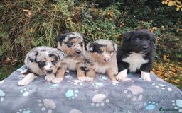 Border Collie dogs for sale: Border Collie Puppies Top Quality! - Image 15