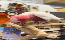 Cockatoo birds for sale: Silly Tame Galah Cockatoo Baby fully weaned - Image 4