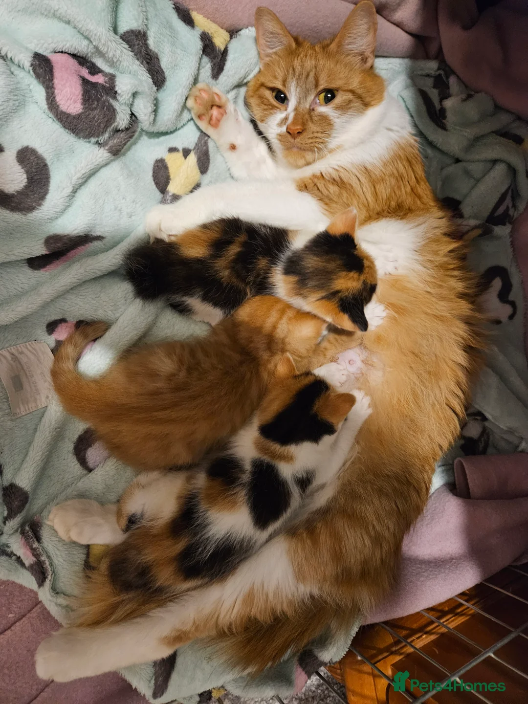 Mixed Breed cats for sale: Affectionate kittens - Advert 1